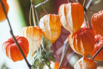 Bouquet of bright red dry physalis husk, closeup photo with selective focus