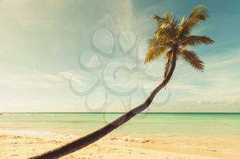 Caribbean Sea, Dominican republic, Saona island. Coconut palm grows on white sandy beach, vintage toned photo, warm tonal correction filter effect