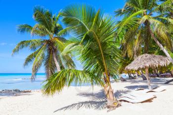 Coconut palms, empty loungers and umbrella are on white sandy beach. Caribbean Sea, Dominican republic, Saona island coast, touristic resort