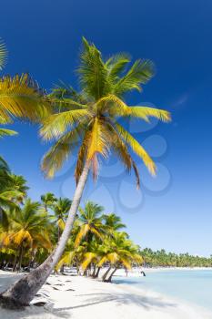 Coconut palms grow on white sandy beach. Caribbean Sea coast, Dominican republic, Saona island vertical landscape