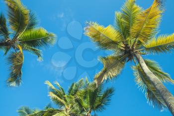 Coconut palms under blue sky background, Dominican republic nature. Tonal correction filter effect