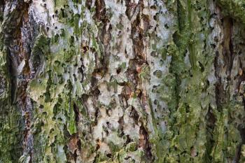 Macro photo of old tree bark, natural background texture