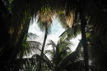 Dark coconut palms frame background. Dominican Republic nature