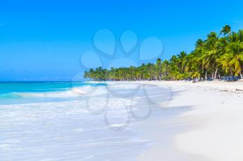 Coconut palms grow on white sandy beach. Caribbean Sea, Dominican republic, Saona island coast, popular touristic resort, natural photo