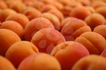 Lots of fresh and ripe apricots
