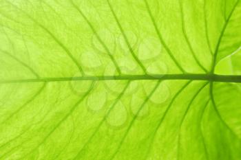 Green leaf texture, macro photo
