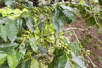 Unripe green coffee berries on the bush