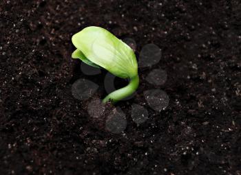 Green sprout in the ground, hoigh resolution