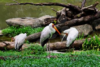 Yellow billed stork in Kuala Lumpur Zoo