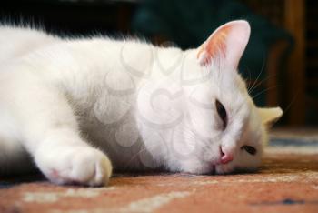 White cat on the carpet