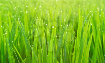Green grass with dew as a natural background