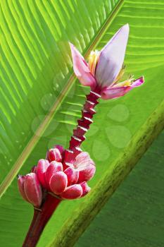 Red bananas with flower on the tree