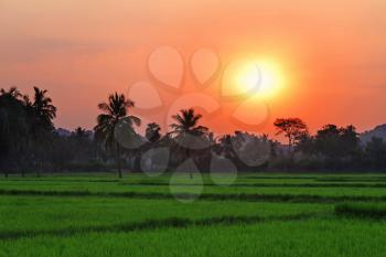 Sunset in the field, India