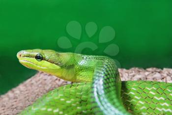 Beauty green snake close up