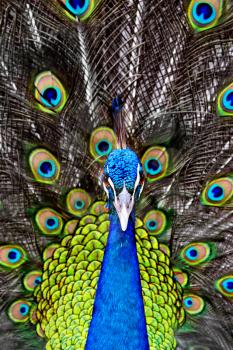 Peacock in the thailand zoo