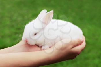 Beauty rabbit in the hands