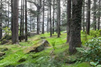 Beautiful deodar forest in Manali, Himachal Pradesh, India