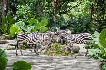 A group of zebras are eating the grass