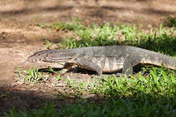 Monitor lizard in Lumphini Park in central Bangkok, Thailand