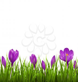 Green grass lawn with violet crocuses isolated on white. Floral nature spring background
