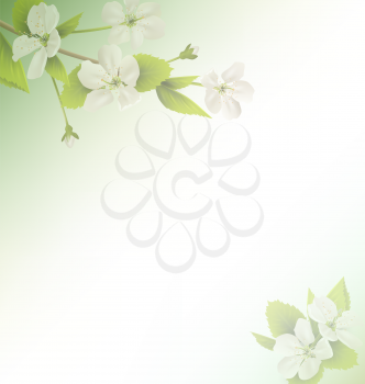 Cherry branch with white flowers on green background