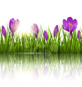 Green grass lawn, violet crocuses and sunrise with reflection on white. Floral nature spring background