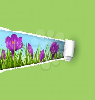 Green grass lawn with violet crocuses and ripped paper sheet isolated on green. Floral nature spring background