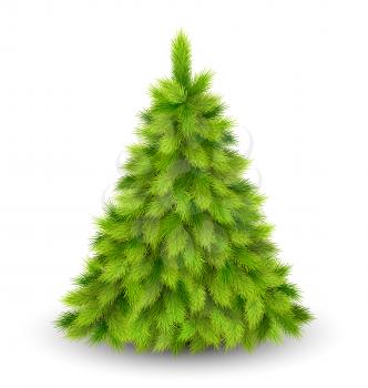 Christmas Tree Pine Isolated on White Background