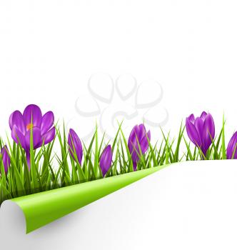 Green grass lawn with violet crocuses and wrapped paper sheet isolated on white background. Floral nature spring background