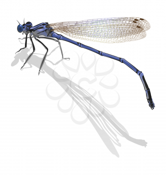 Blue dragonfly with folded wings isolated on white background. Cast a shadow
