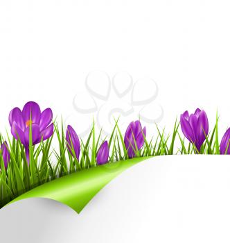 Green grass lawn with violet crocuses and wrapped paper sheet isolated on white. Floral nature spring background