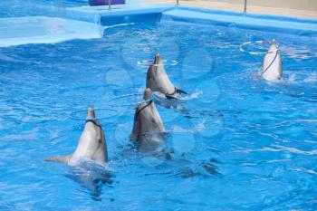 Dancing dolphins with hoops at pool