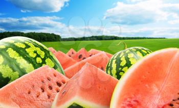 Heap of watermelon over field and blue sky in summer