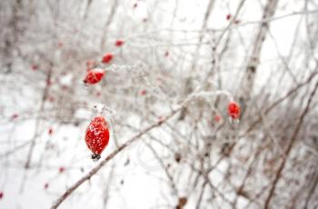 Red dogrose berries on branch in a snow