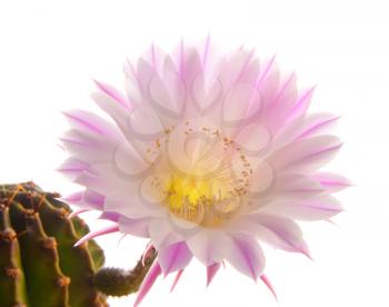 Pink cactus flower isolated on white