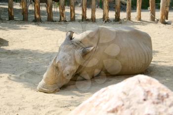 Giant Rhinoceros in city zoo