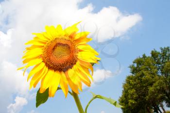 Sunflower in cloudy blue sky