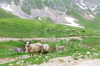 Sheeps in mountains landscape. National Park Durmitor, Montenegro, Europe