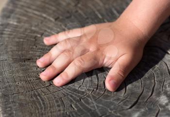 Child hand on old cracked stump