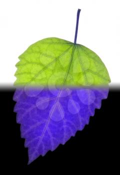 Leaf with inverted half