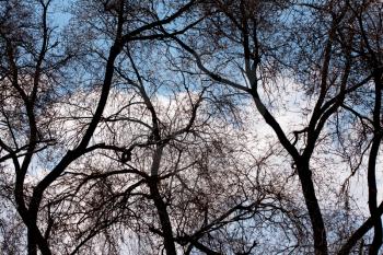 Silhouette of trees against blue sky