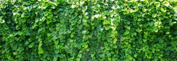 Background of ivy covered wall