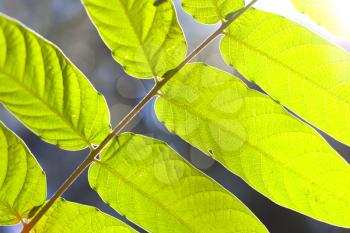 Close-up of green leaves with sun backlight