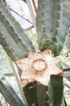 Close-up of old broken cactus
