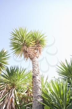 Lush tropical palm against blue sky