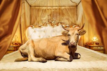Cow lies on classical bed in a contemporary setting