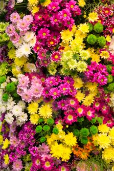 Many little colorful marguerite background