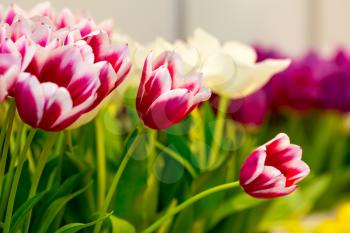 Fresh pink tulips on the field. Macro view