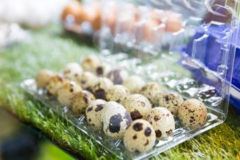  Quail eggs in plastic container on the grass close up