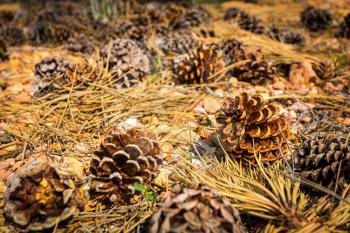 Pine cones on the ground. Fallen cones with dry needles on forest ground.